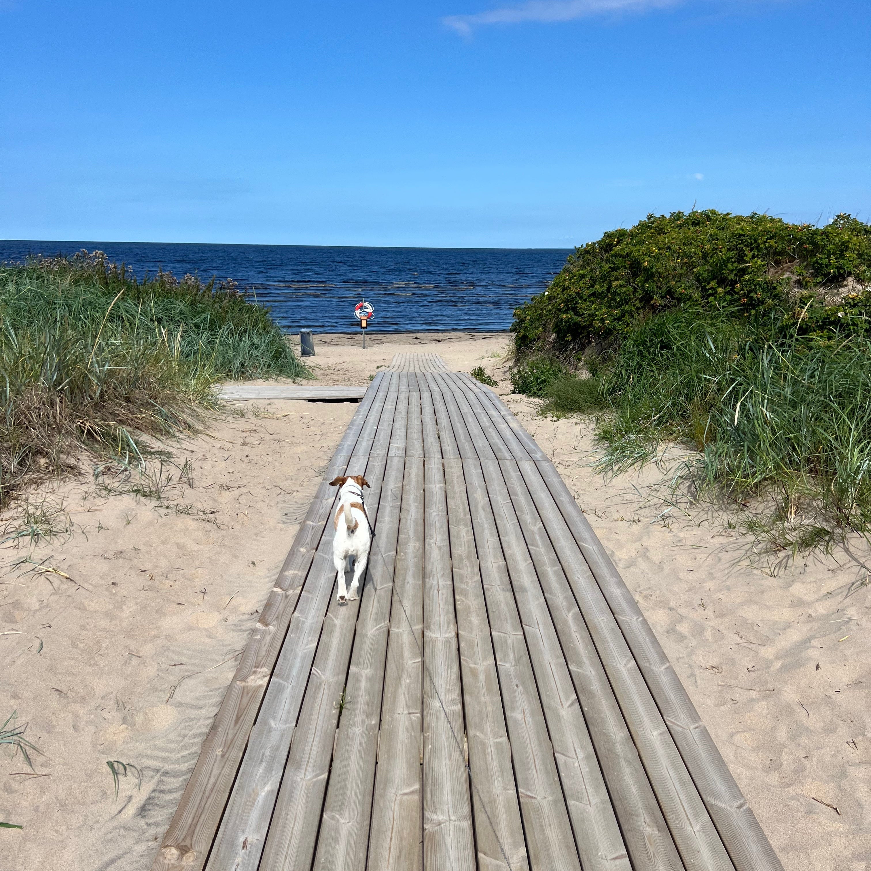Redo för äventyret – så förbereder du hunden inför resan