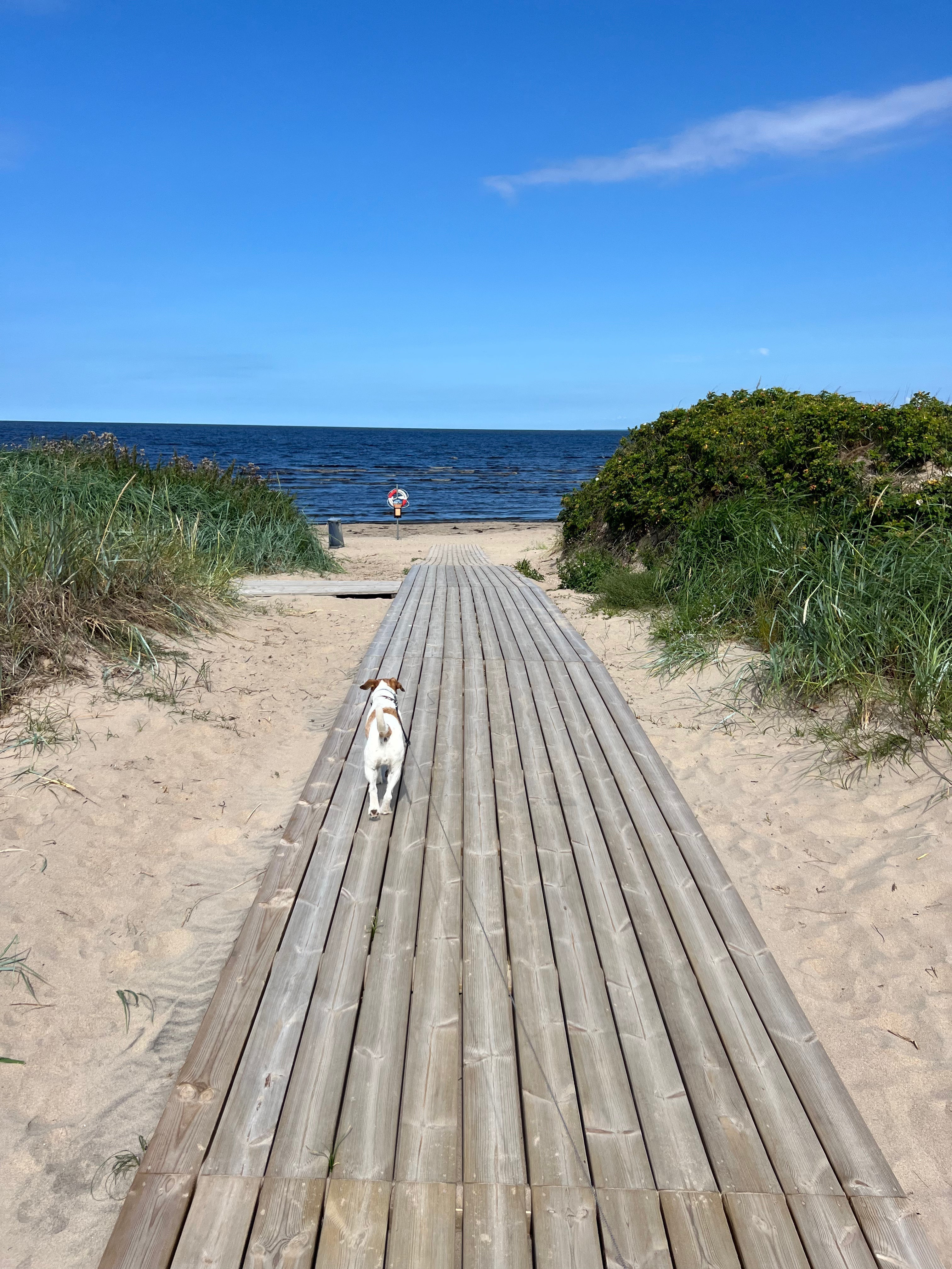 Redo för äventyret – så förbereder du hunden inför resan