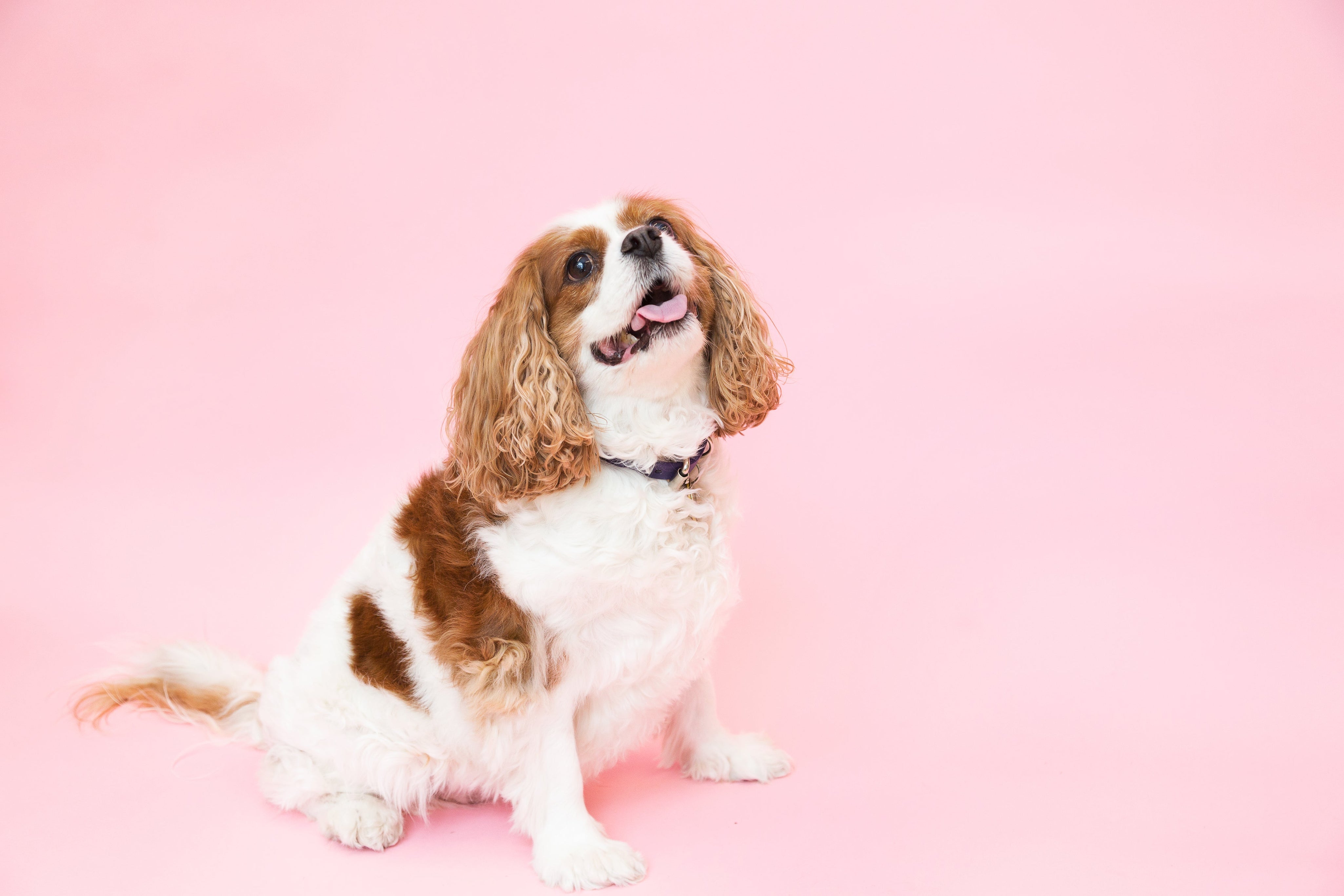 Hunden som vår livscoach – 7 enkla tips din hund vill ge dig